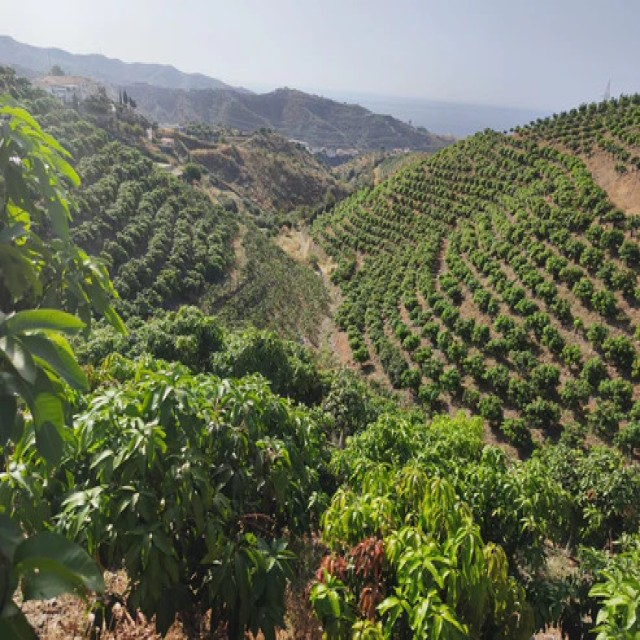 Rincón de la Victoria - Finca de mangos