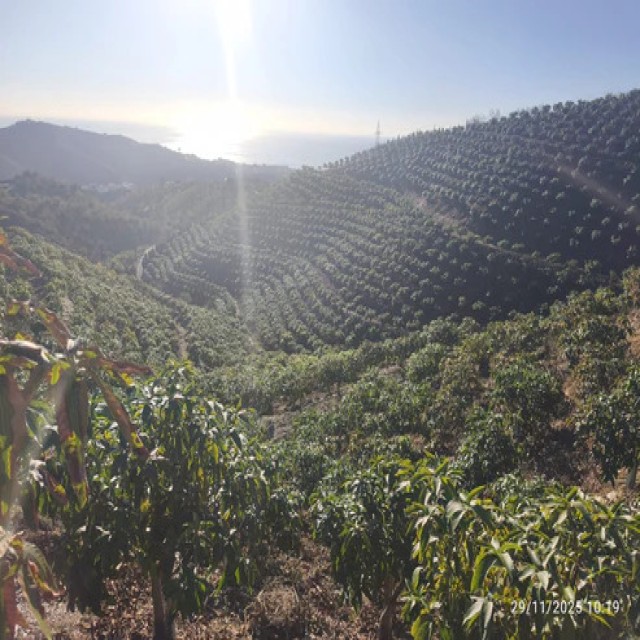 Rincón de la Victoria - Finca de mangos