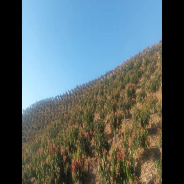 Rincón de la Victoria - Finca de mangos