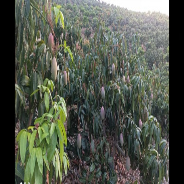 Rincón de la Victoria - Finca de mangos
